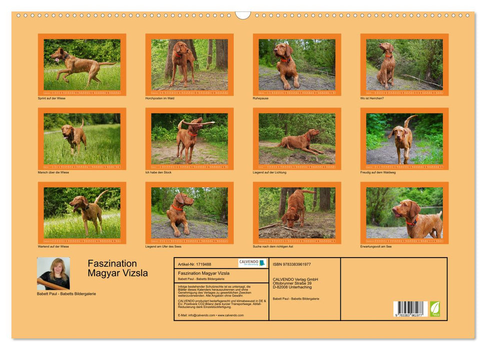 Faszination Magyar Vizsla (CALVENDO Wandkalender 2025)