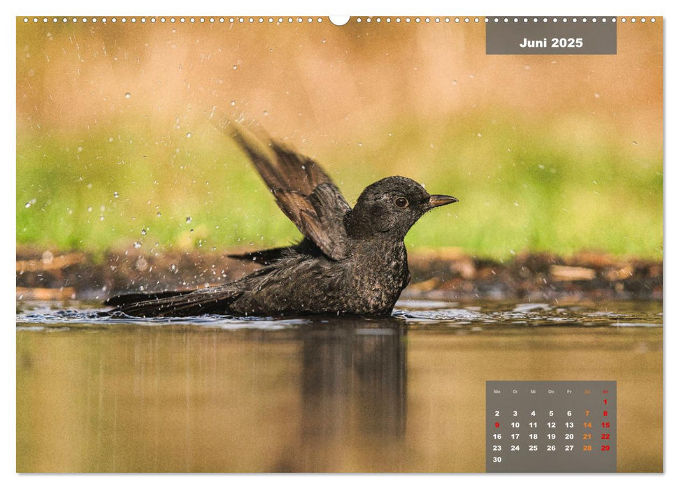 SINGVÖGEL - Die prächtigen Sänger in schönem Ambiente (CALVENDO Wandkalender 2025)