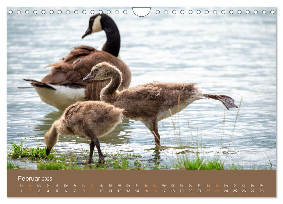 Bezaubernde Tierwelt in freier Natur (CALVENDO Wandkalender 2025)