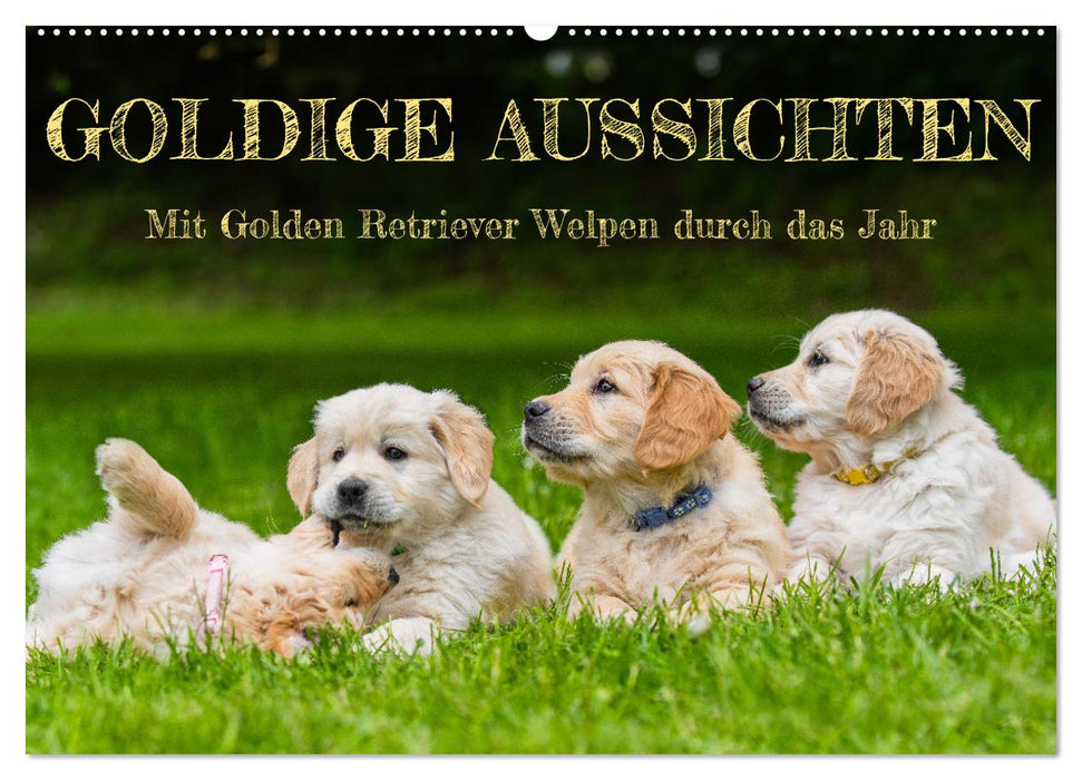 Goldige Aussichten - Mit Golden Retriever Welpen durch das Jahr (CALVENDO Wandkalender 2025)