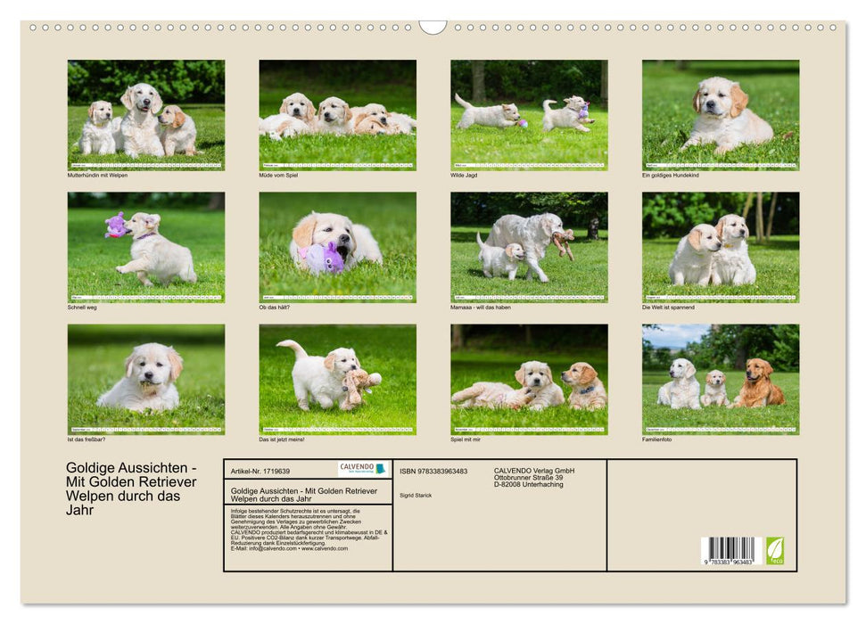 Goldige Aussichten - Mit Golden Retriever Welpen durch das Jahr (CALVENDO Wandkalender 2025)