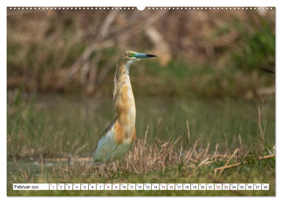 Vogelparadies Volvi-See (CALVENDO Wandkalender 2025)