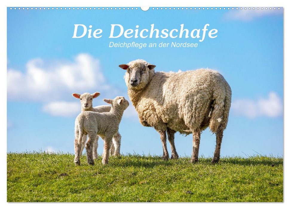 Die Deichschafe. Deichpflege an der Nordsee (CALVENDO Wandkalender 2025)