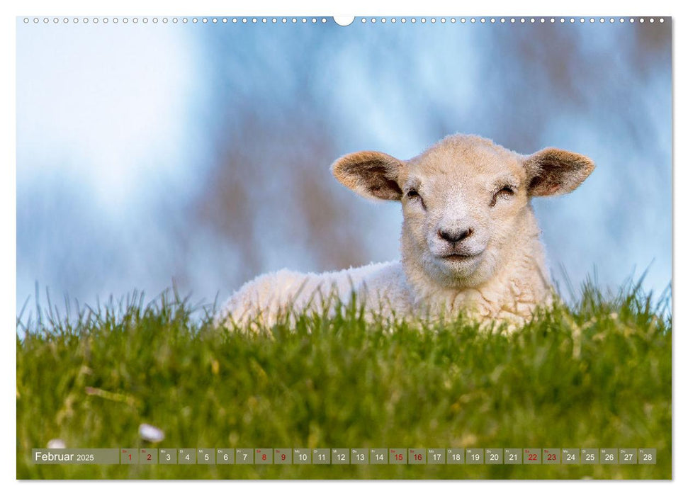 Die Deichschafe. Deichpflege an der Nordsee (CALVENDO Wandkalender 2025)