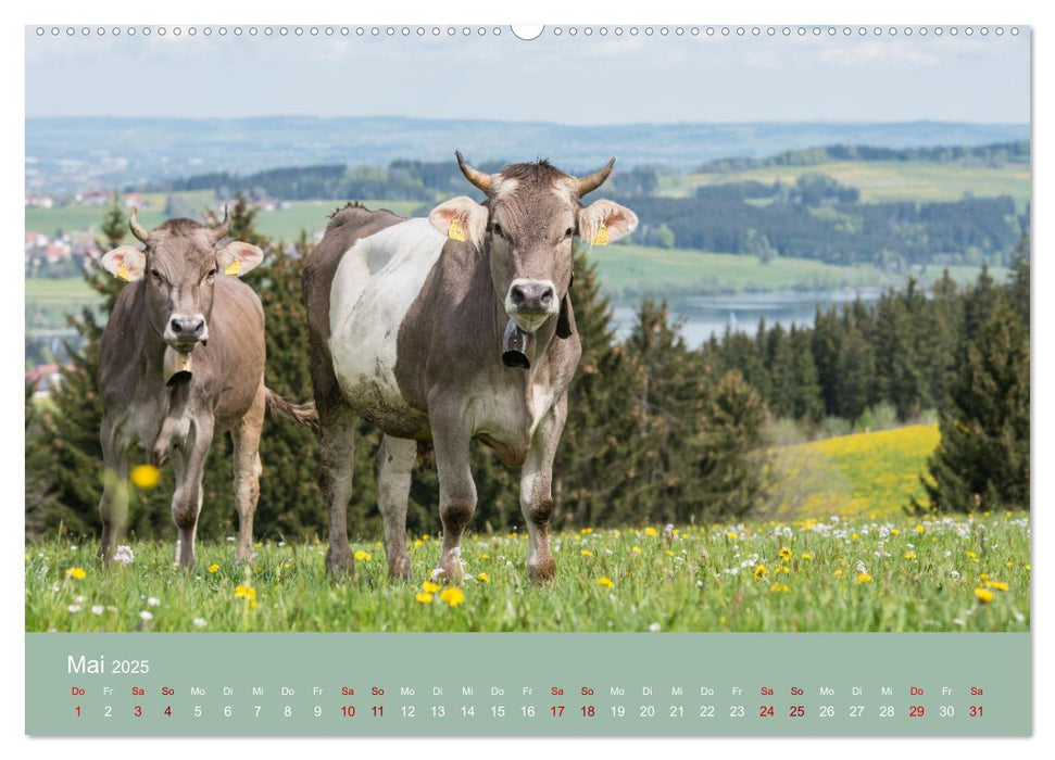 Heimweh Allgäu 2025 (CALVENDO Premium Wandkalender 2025)