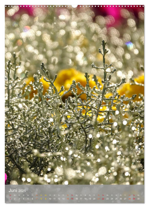 Mit Bokeh-Fotografie durch das Jahr (CALVENDO Wandkalender 2025)