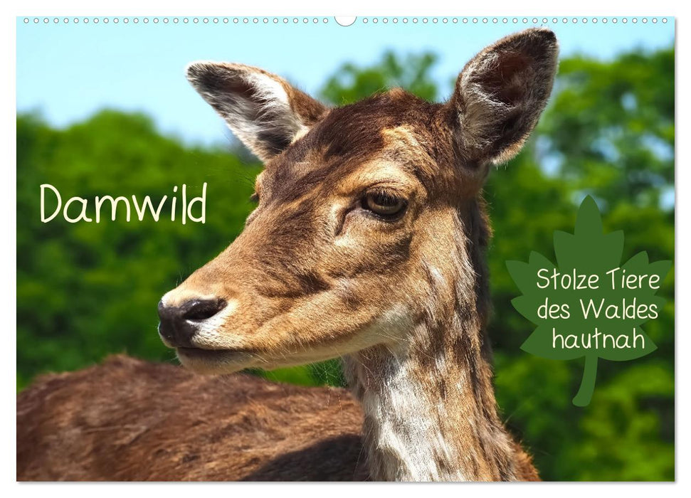 Damwild - stolze Tiere des Waldes hautnah (CALVENDO Wandkalender 2025)