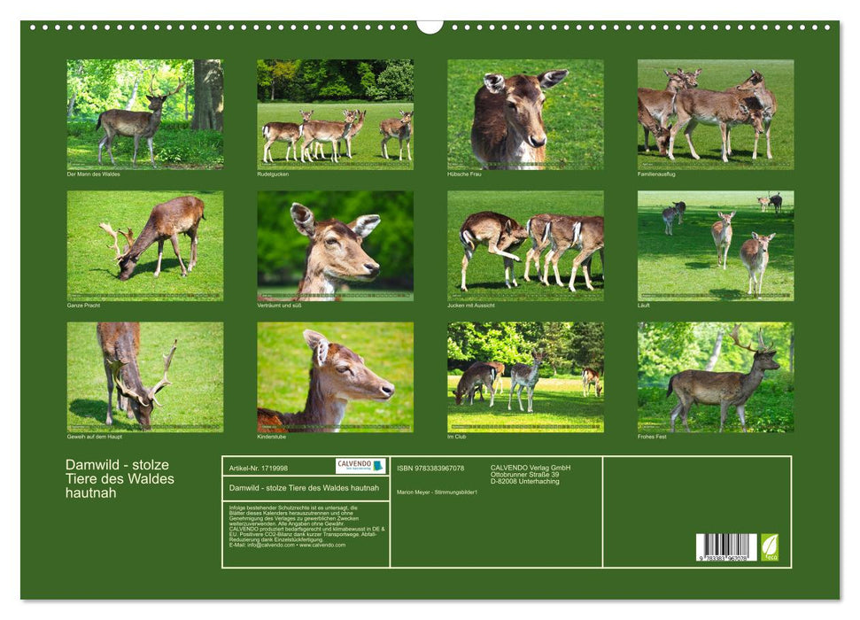 Damwild - stolze Tiere des Waldes hautnah (CALVENDO Wandkalender 2025)