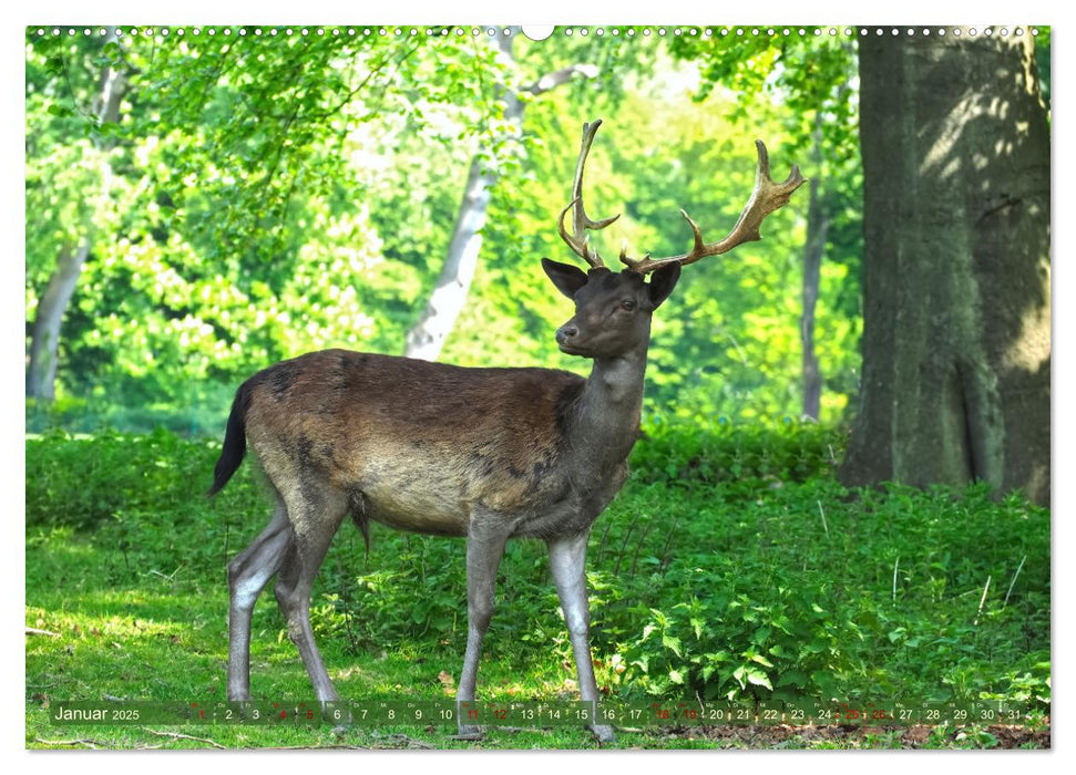 Damwild - stolze Tiere des Waldes hautnah (CALVENDO Wandkalender 2025)