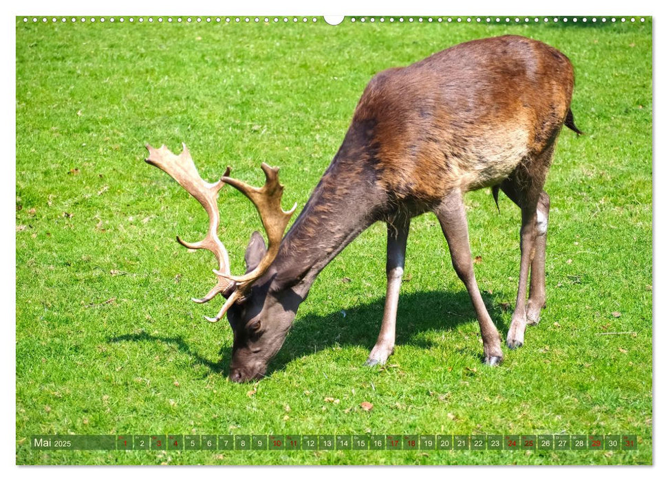 Damwild - stolze Tiere des Waldes hautnah (CALVENDO Wandkalender 2025)