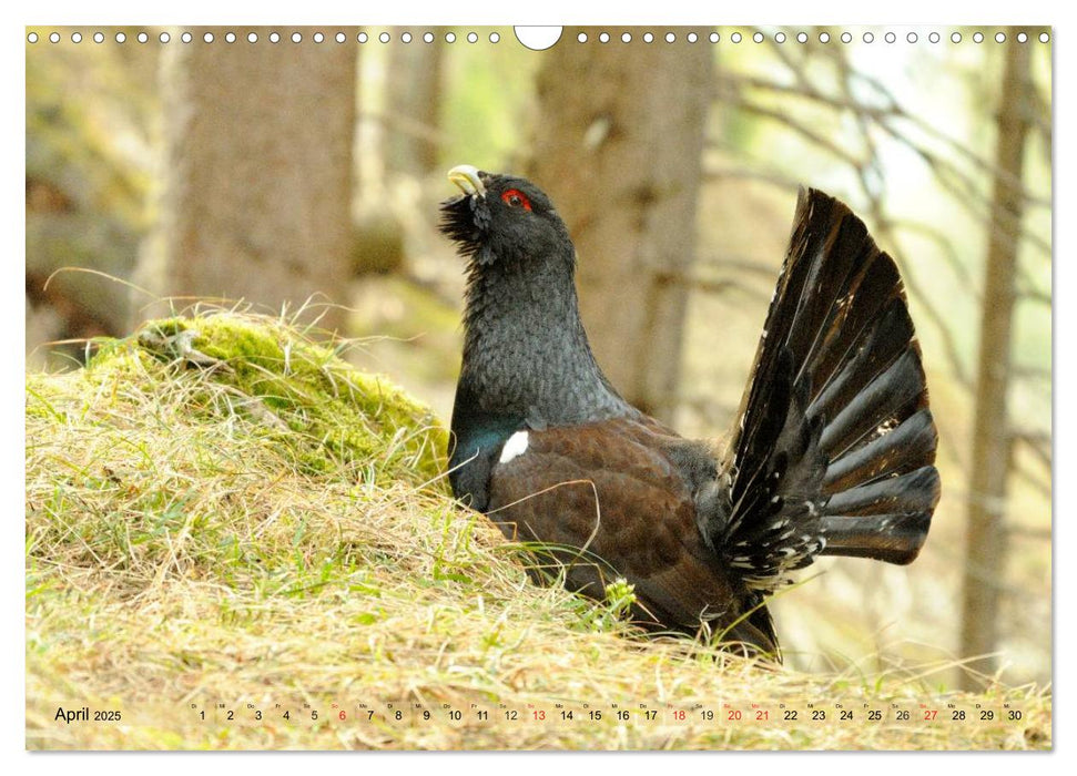 Wildtiere in Graubünden (CALVENDO Wandkalender 2025)