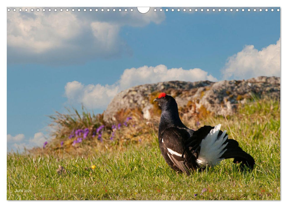 Wildtiere in Graubünden (CALVENDO Wandkalender 2025)