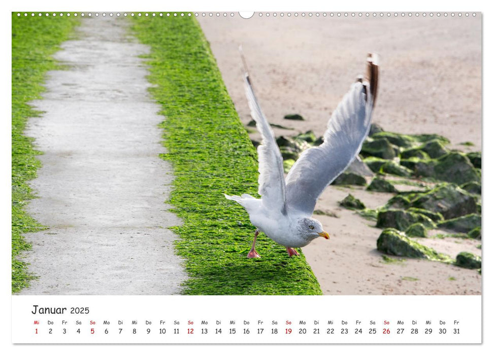 Borkum: Streifzüge über die Nordseeinsel (CALVENDO Wandkalender 2025)