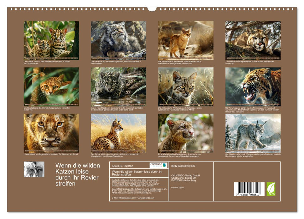 Wenn die wilden Katzen leise durch ihr Revier streifen (CALVENDO Premium Wandkalender 2025)