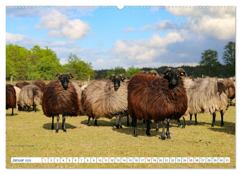 Heidschnucken und Ziegen die tierischen Landschaftspfleger der Lüneburger Heide (CALVENDO Premium Wandkalender 2025)