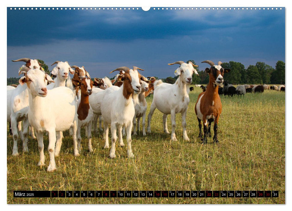 Heidschnucken und Ziegen die tierischen Landschaftspfleger der Lüneburger Heide (CALVENDO Premium Wandkalender 2025)