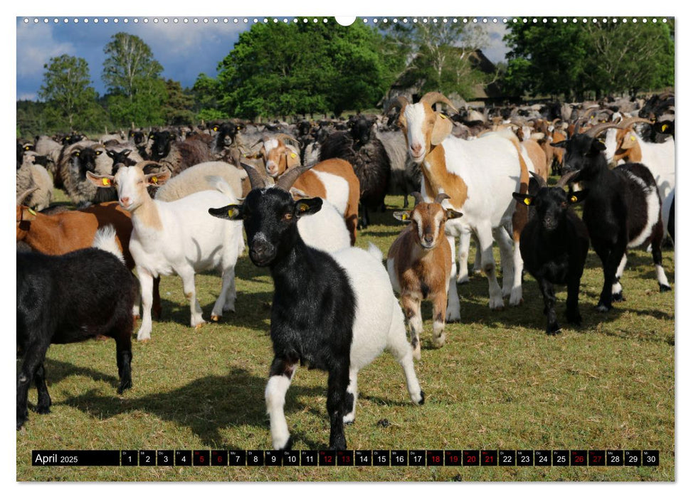 Heidschnucken und Ziegen die tierischen Landschaftspfleger der Lüneburger Heide (CALVENDO Premium Wandkalender 2025)