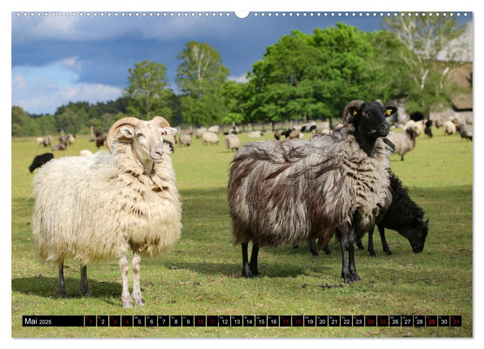 Heidschnucken und Ziegen die tierischen Landschaftspfleger der Lüneburger Heide (CALVENDO Premium Wandkalender 2025)