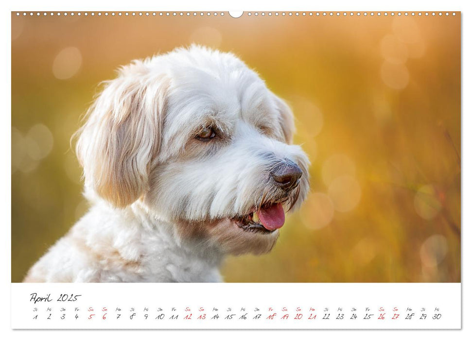 Hunde - Unsere Lieblingsnasen (CALVENDO Premium Wandkalender 2025)