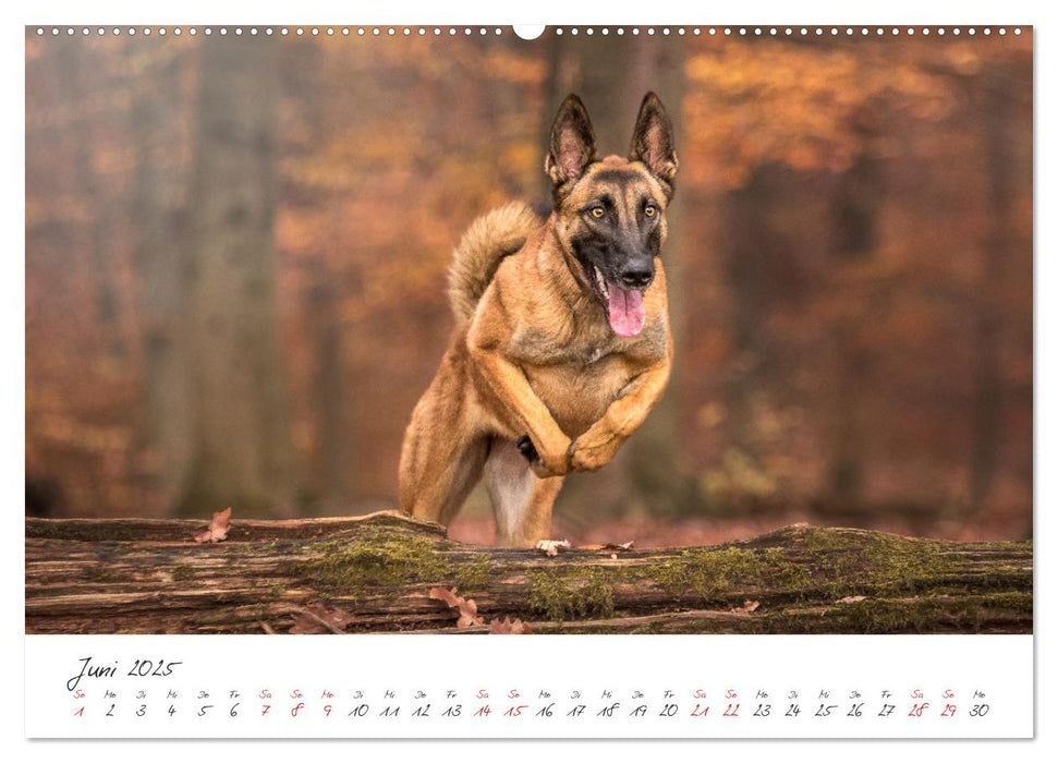 Hunde - Unsere Lieblingsnasen (CALVENDO Premium Wandkalender 2025)