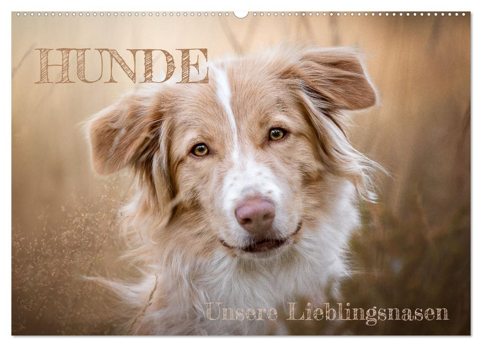 Hunde - Unsere Lieblingsnasen (CALVENDO Wandkalender 2025)