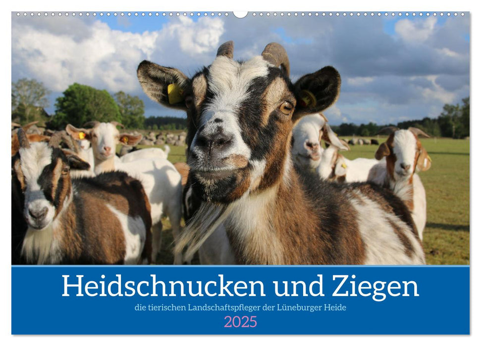 Heidschnucken und Ziegen die tierischen Landschaftspfleger der Lüneburger Heide (CALVENDO Wandkalender 2025)