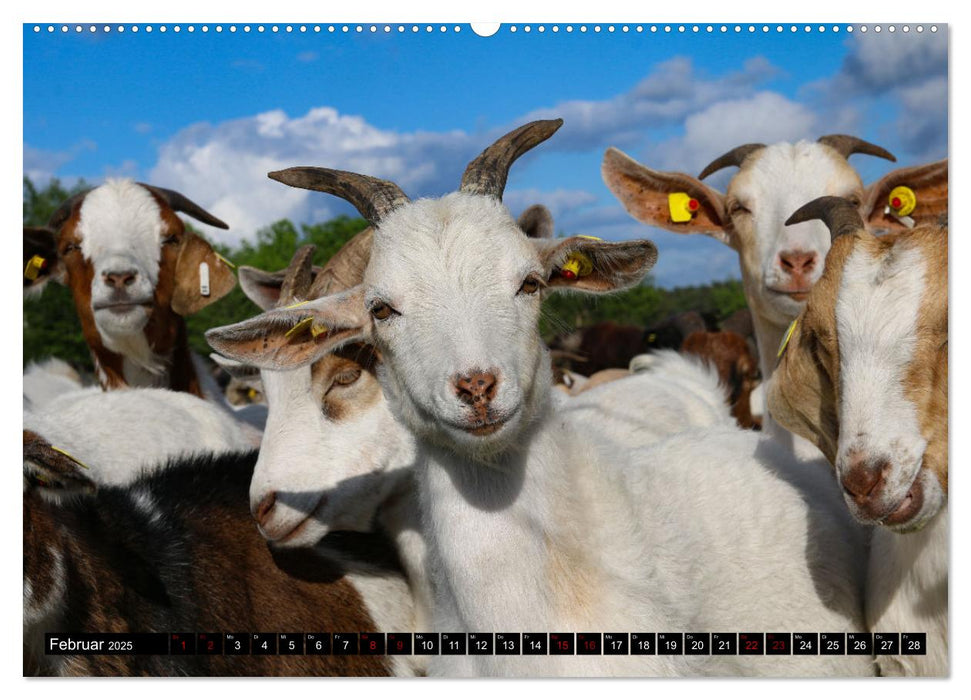 Heidschnucken und Ziegen die tierischen Landschaftspfleger der Lüneburger Heide (CALVENDO Wandkalender 2025)