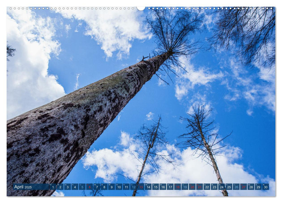 Unser Wald Stirbt (CALVENDO Premium Wandkalender 2025)