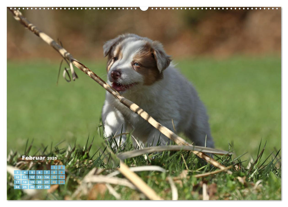 Lillyfee und ein Körbchen voller Glück (CALVENDO Premium Wandkalender 2025)