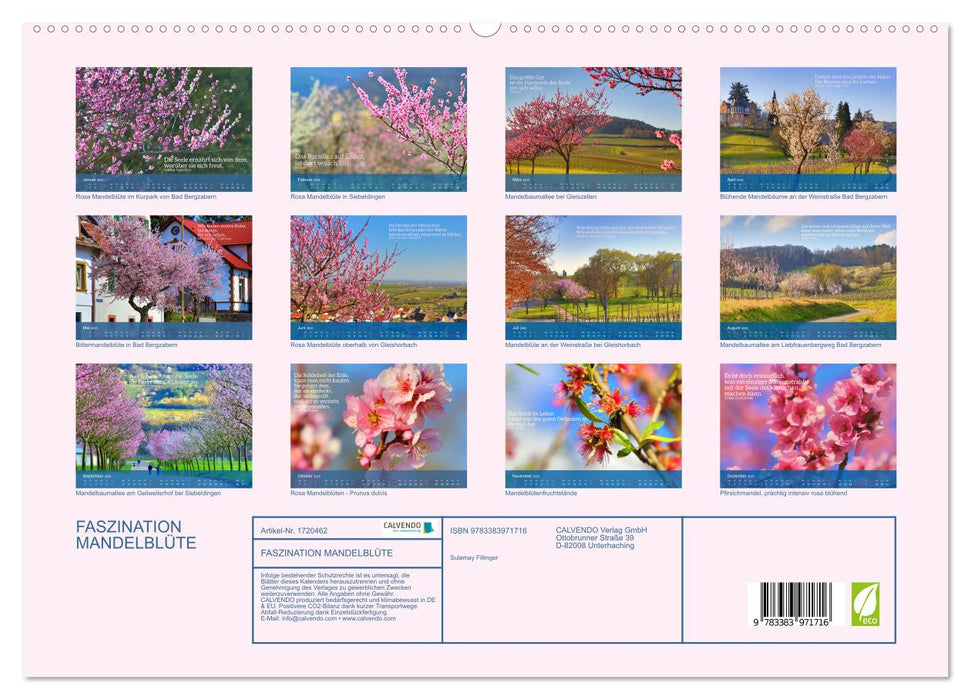 FASZINATION MANDELBLÜTE (CALVENDO Premium Wandkalender 2025)