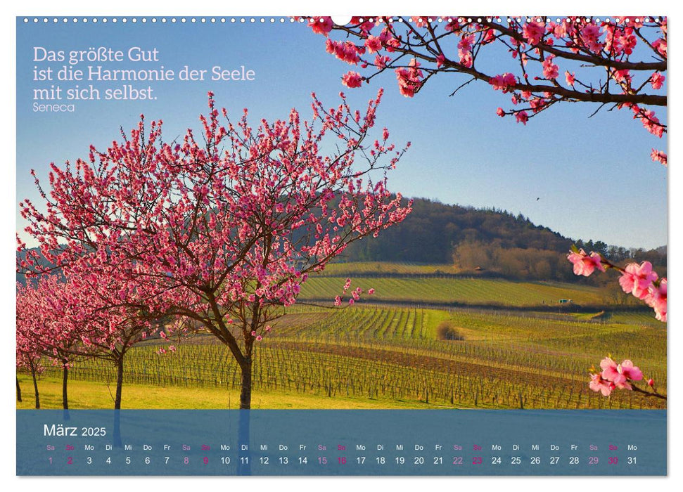 FASZINATION MANDELBLÜTE (CALVENDO Premium Wandkalender 2025)