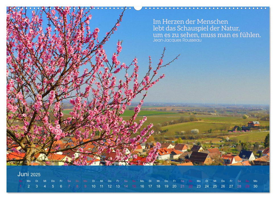 FASZINATION MANDELBLÜTE (CALVENDO Premium Wandkalender 2025)