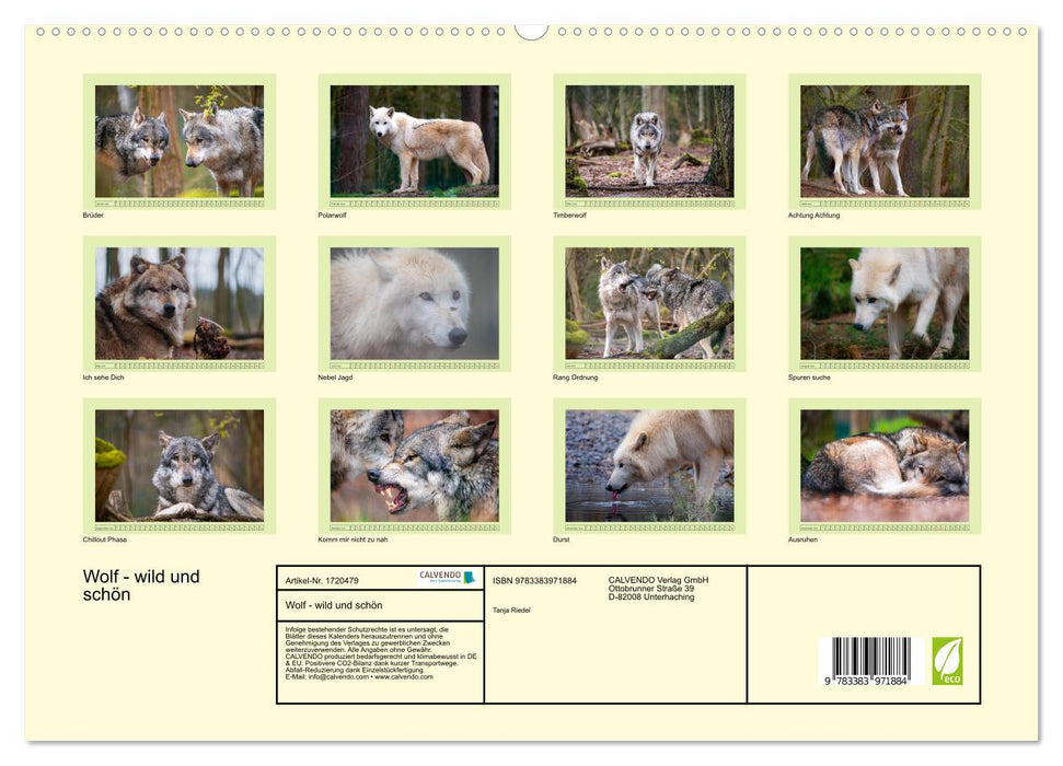 Wolf - wild und schön (CALVENDO Premium Wandkalender 2025)