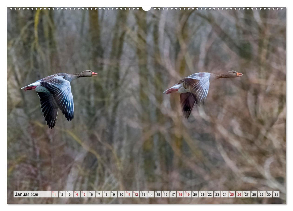 Graugänse in heimischer Umgebung (CALVENDO Premium Wandkalender 2025)