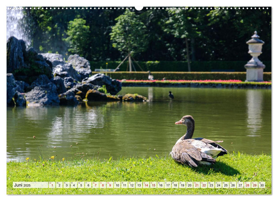 Graugänse in heimischer Umgebung (CALVENDO Premium Wandkalender 2025)