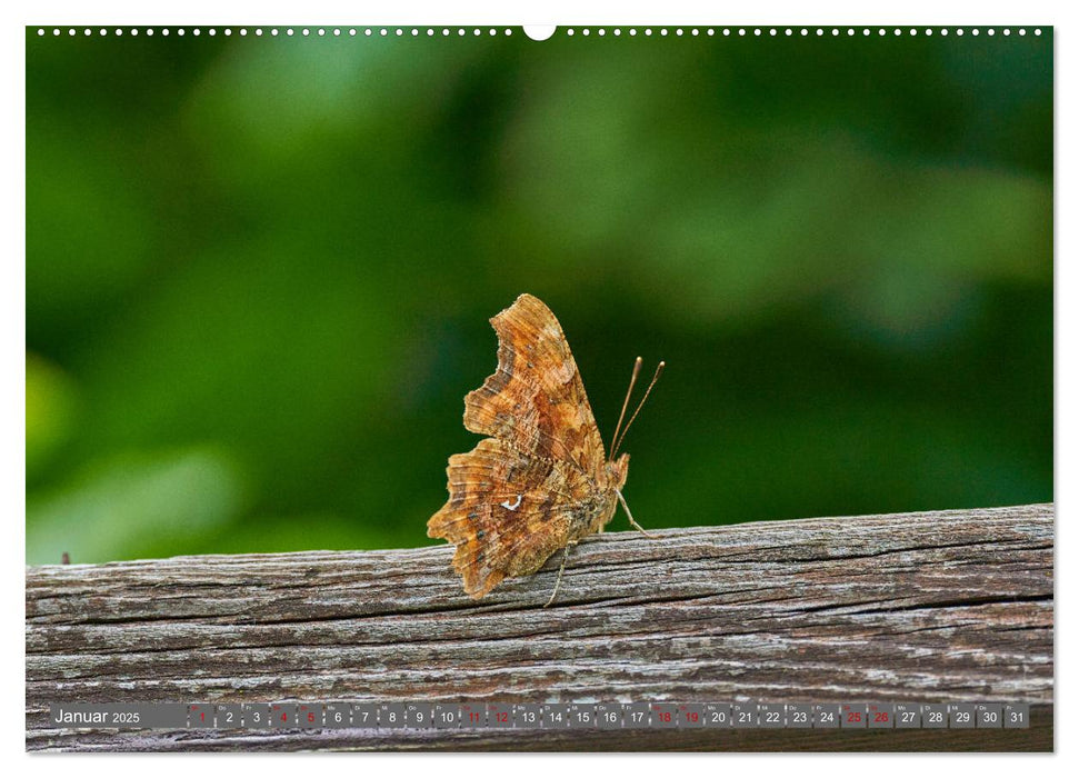 Schmetterlinge - von Blüte zu Blüte - (CALVENDO Premium Wandkalender 2025)