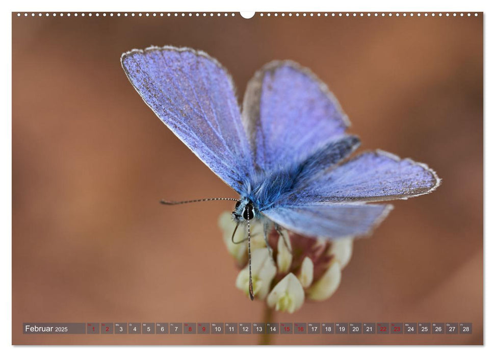 Schmetterlinge - von Blüte zu Blüte - (CALVENDO Premium Wandkalender 2025)