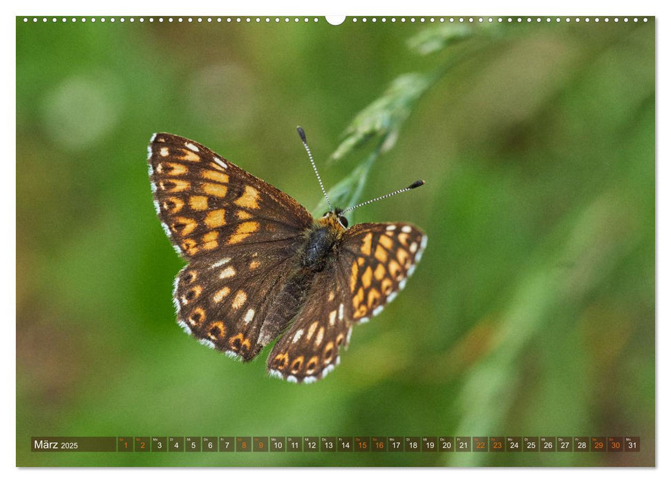 Schmetterlinge - von Blüte zu Blüte - (CALVENDO Premium Wandkalender 2025)