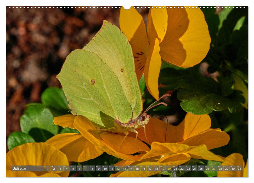 Schmetterlinge - von Blüte zu Blüte - (CALVENDO Premium Wandkalender 2025)