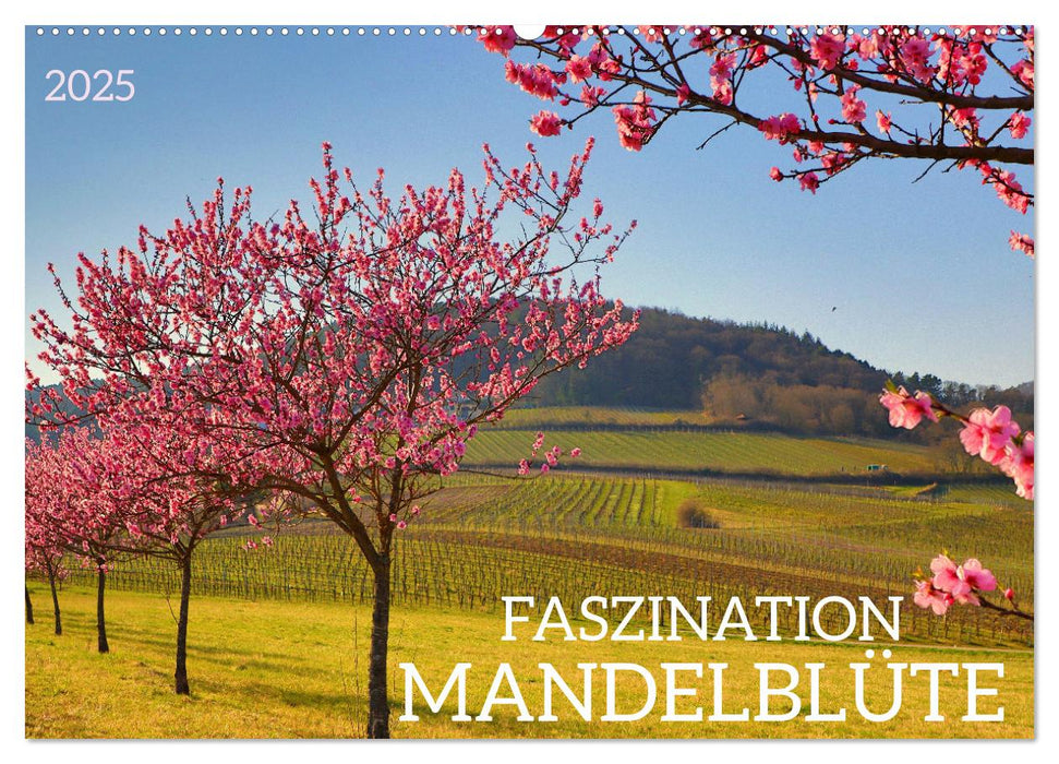 FASZINATION MANDELBLÜTE (CALVENDO Wandkalender 2025)