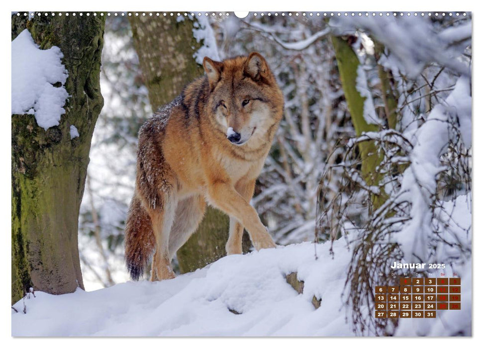 Tiere in freier Wildbahn by VogtArt (CALVENDO Wandkalender 2025)