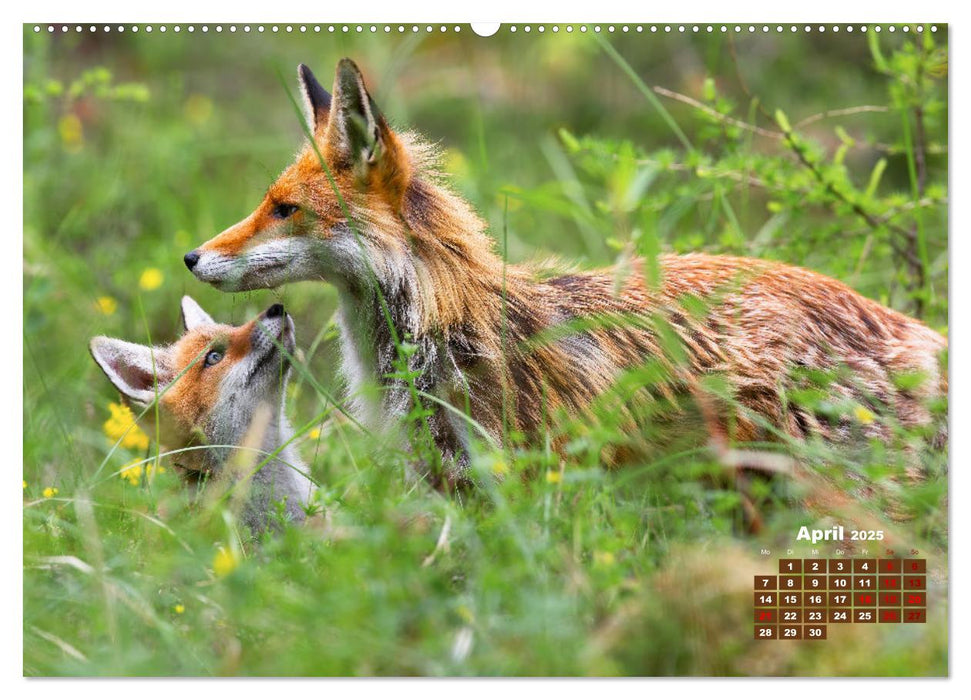 Tiere in freier Wildbahn by VogtArt (CALVENDO Wandkalender 2025)