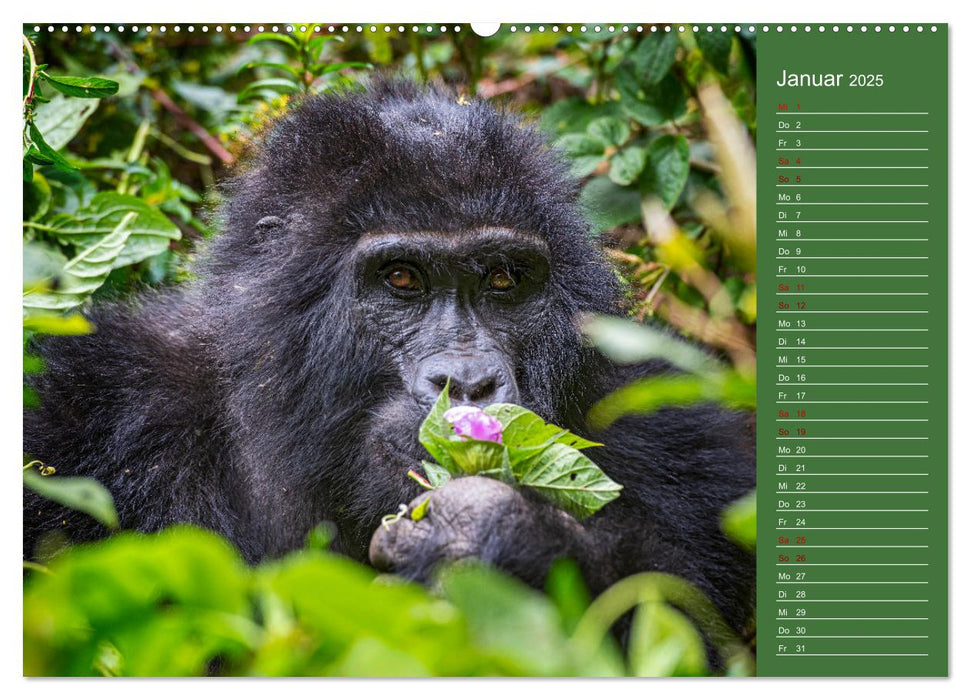 UGANDA - Perle Afrikas (CALVENDO Premium Wandkalender 2025)