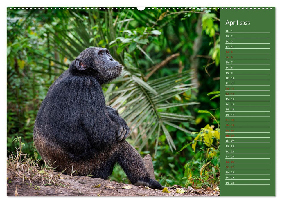 UGANDA - Perle Afrikas (CALVENDO Premium Wandkalender 2025)