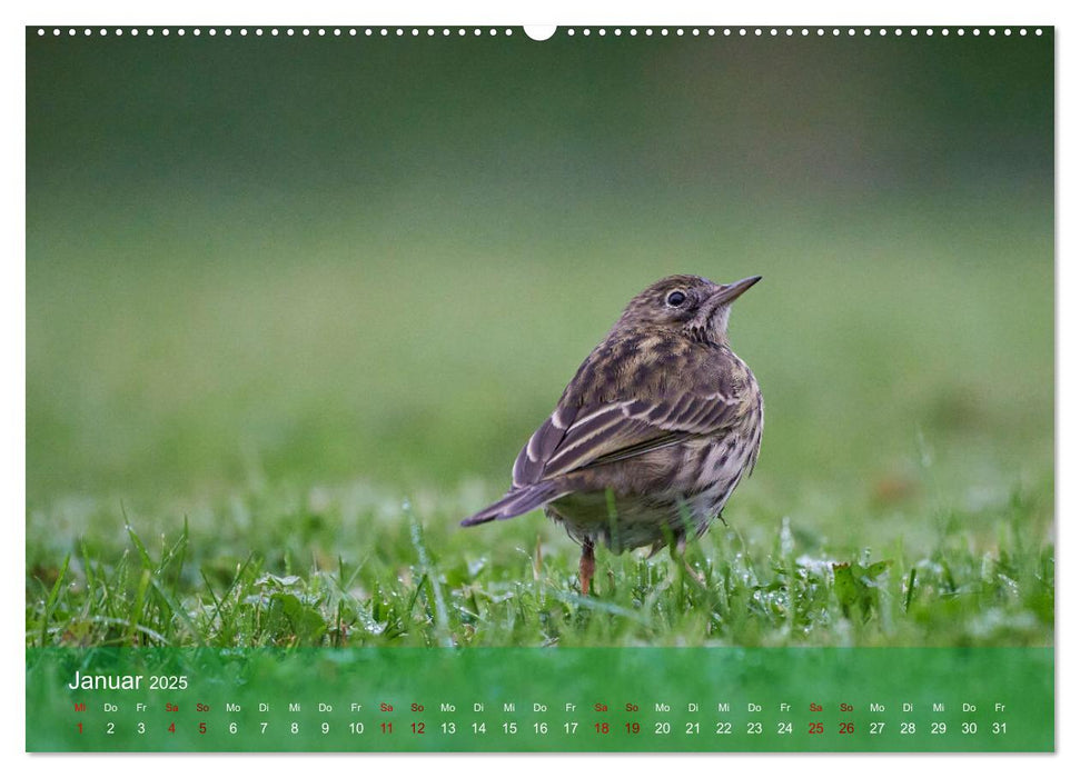 Wilde Vogelwelt Helgoland (CALVENDO Premium Wandkalender 2025)