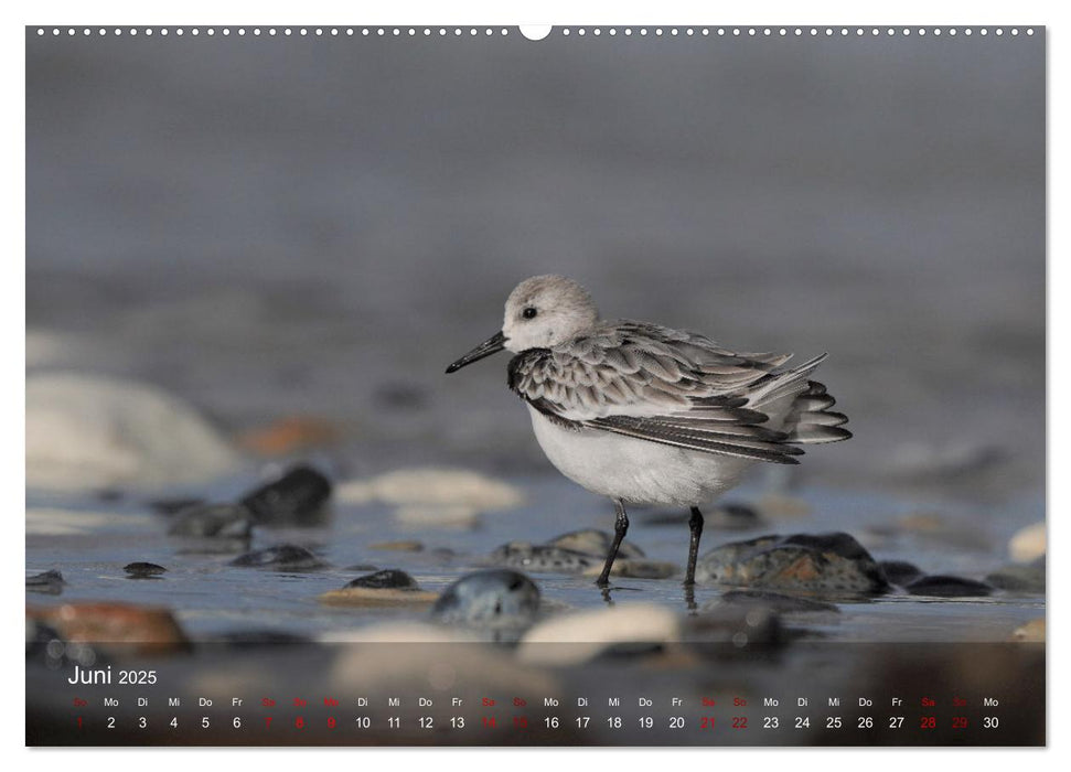 Wilde Vogelwelt Helgoland (CALVENDO Premium Wandkalender 2025)