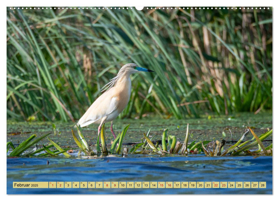 Donaudelta - Europas großes Vogelparadies (CALVENDO Premium Wandkalender 2025)