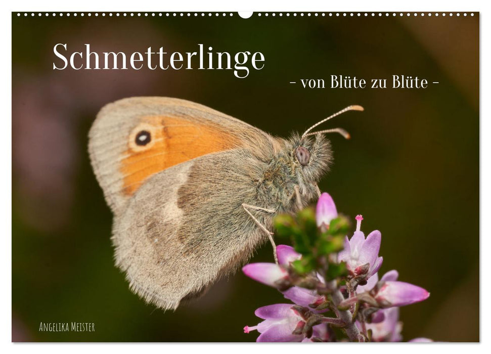 Schmetterlinge - von Blüte zu Blüte - (CALVENDO Wandkalender 2025)