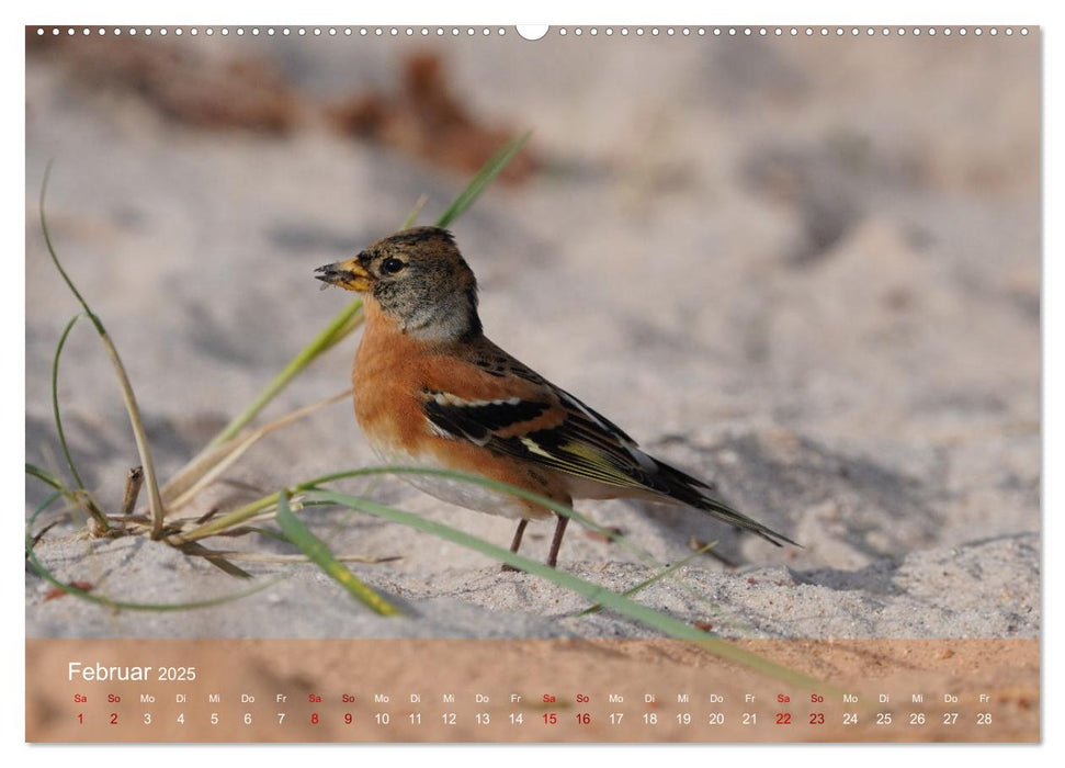 Wilde Vogelwelt Helgoland (CALVENDO Wandkalender 2025)