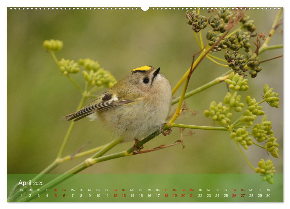 Wilde Vogelwelt Helgoland (CALVENDO Wandkalender 2025)